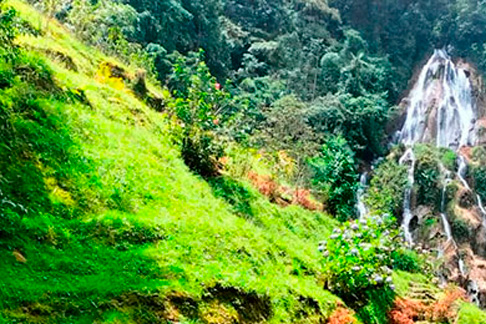 bosques-y-cambio-climatico.jpg