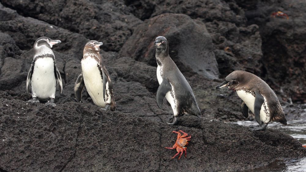mision-galapagos